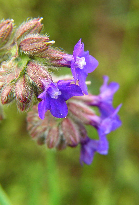 smohla lekárska Anchusa officinalis L.