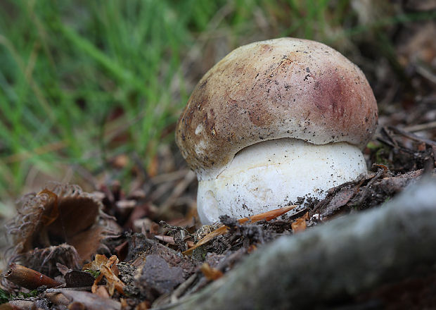 hríb sosnový Boletus pinophilus Pil. et Dermek in Pil.