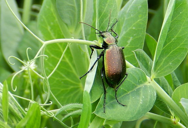 húseničiar hnedý Calosoma inquisitor