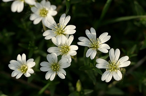 rožec roľný Cerastium arvense L.