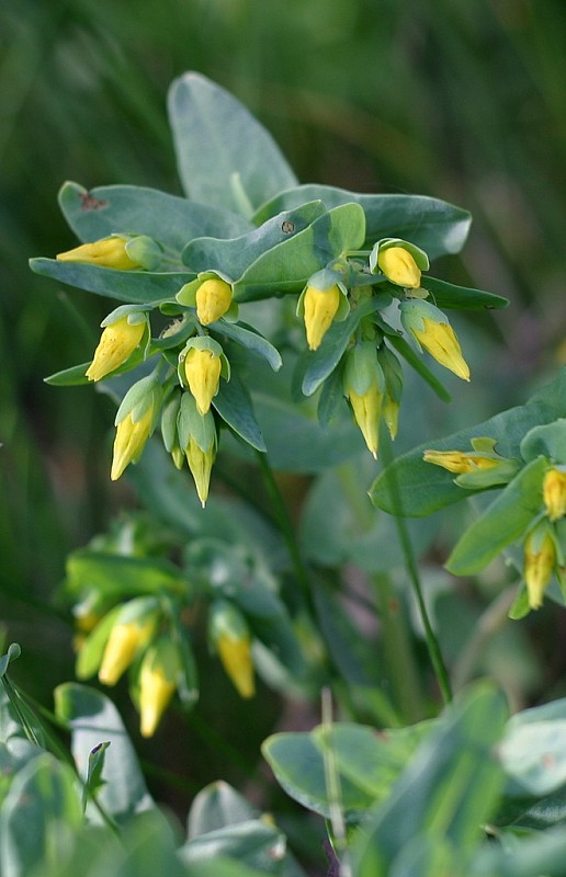 voskovka menšia Cerinthe minor L.