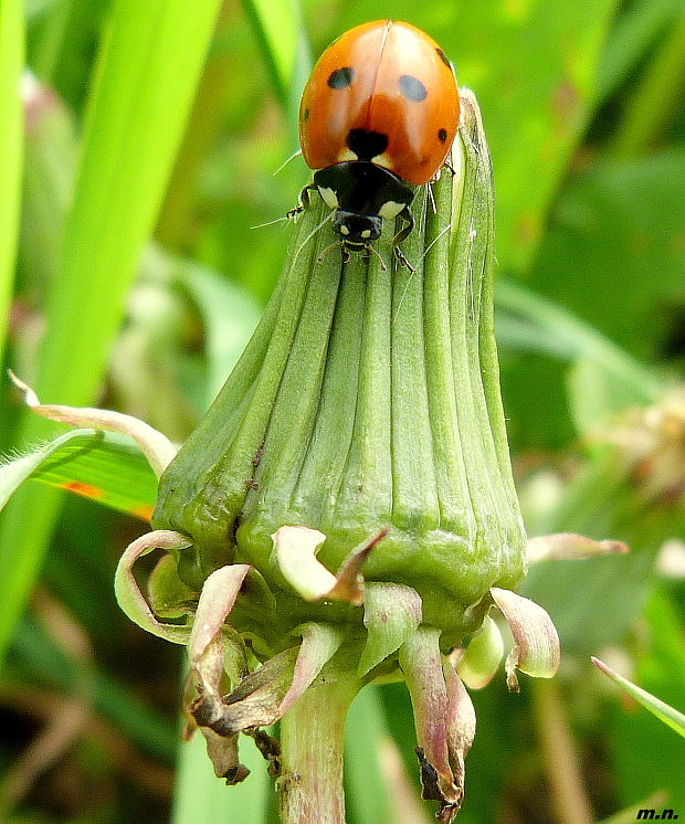 lienka sedembodková Coccinella septempunctata