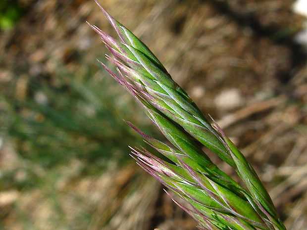 kostrava tvrdá Festuca pallens Host