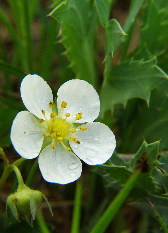 jahoda obyčajná Fragaria vesca L.