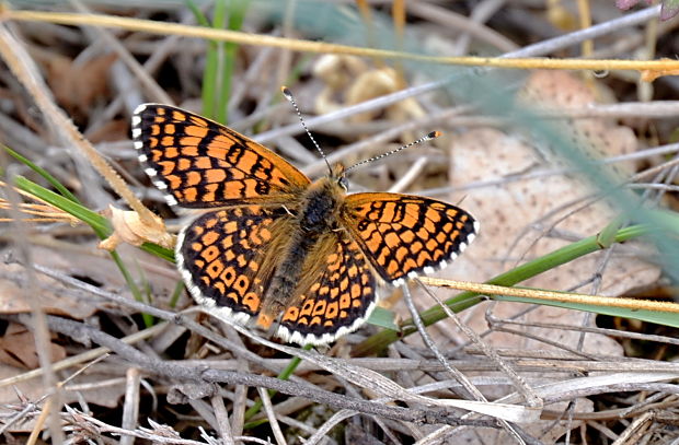 hnedáčik mriežkovaný Melitaea cinxia