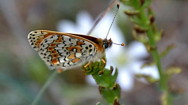 hnedáčik mriežkovaný Melitaea cinxia