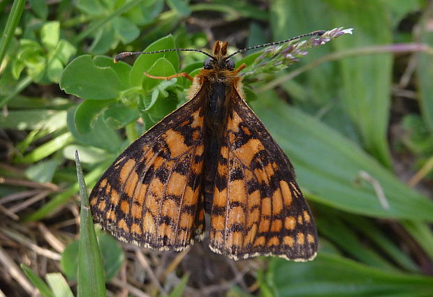 hnedáčik nevädzový Melitaea phoebe