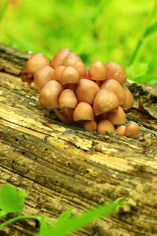 prilbička žltohlúbikova Mycena renati Quél,