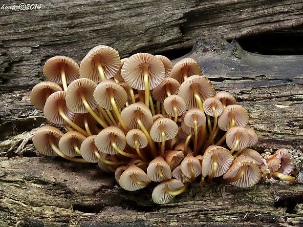 prilbička žltohlúbiková Mycena renati Quél.