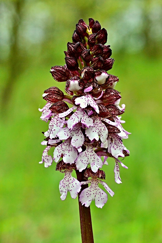 vstavač purpurový Orchis purpurea Huds.