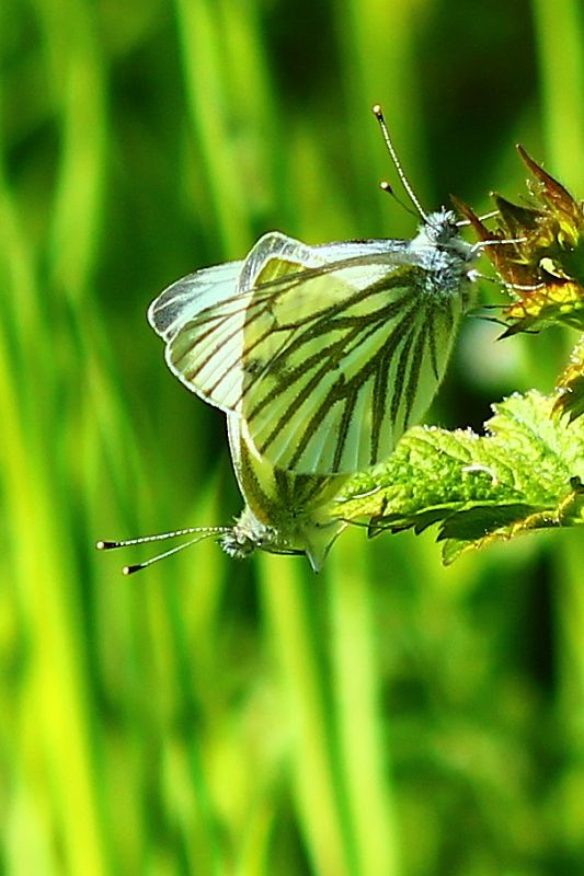 mlynarilk repkový Pieris napi Llinnaeus