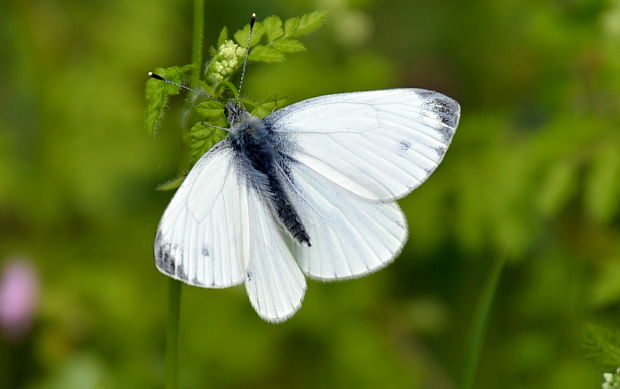 mlynárik repkový  Pieris napi