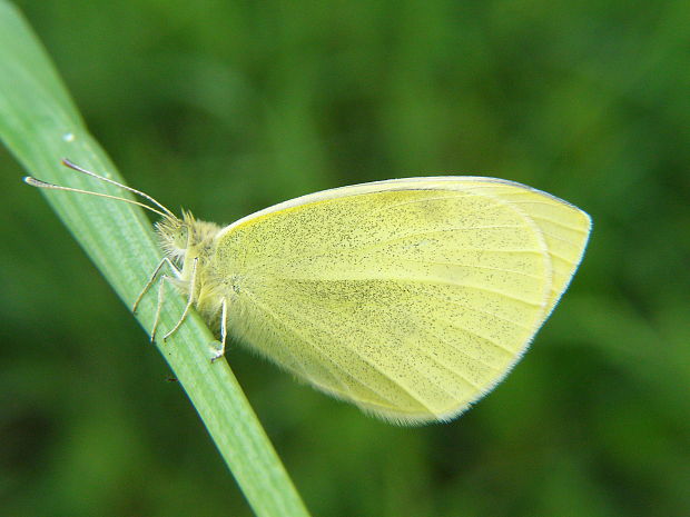 mlynárik repový Pieris rapae