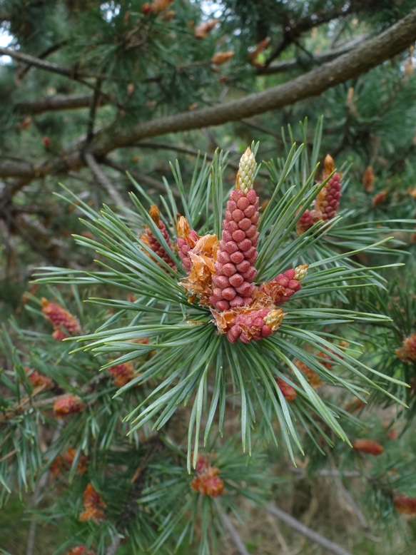 borovica lesná - sosna, červenkasté puky samčích kvetov Pinus sylvestris L.