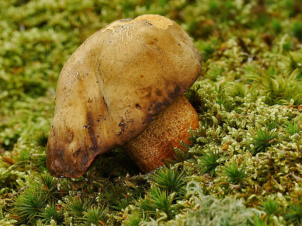 hríb zrnitohlúbikový Sutorius luridiformis (Rostk.) G. Wu & Zhu L. Yang