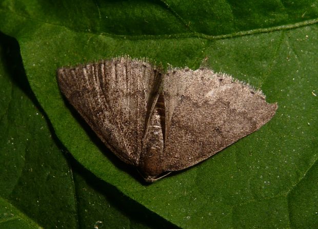 tmavoskvrnáč trnkový Aleucis distinctata