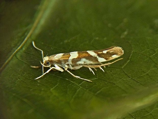 priadzovček jelšový Argyresthia goedartella Linnaeus, 1758