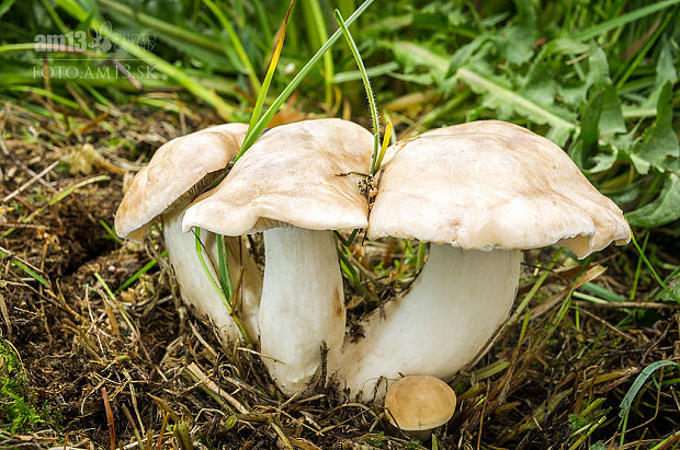 čírovnica májová Calocybe gambosa (Fr.) Donk