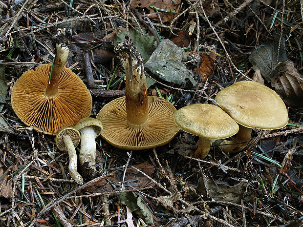 pavučinovec lilavohlubikový Cortinarius venetus (Fr.) Fr.