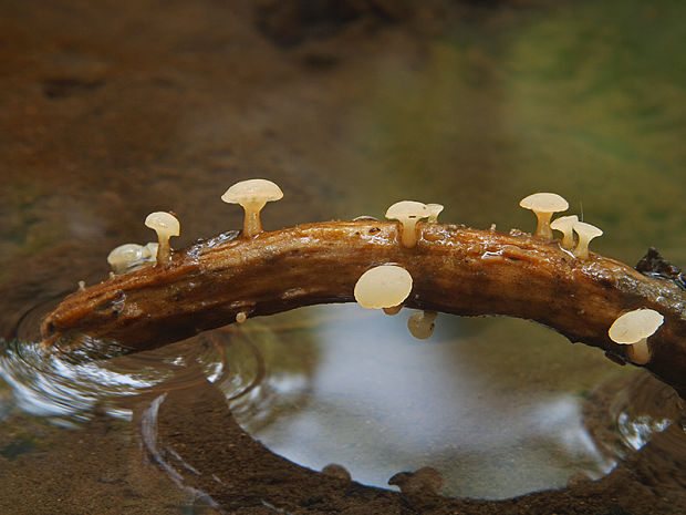 vodnička obyčajná Cudoniella clavus (Alb. & Schwein.) Dennis