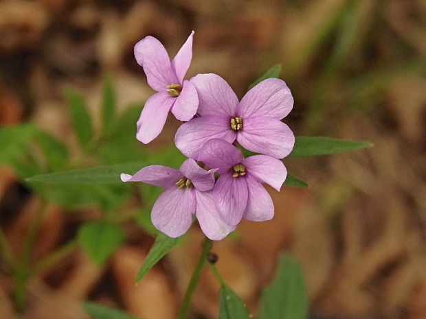 zubačka cibuľkonosná Dentaria bulbifera L.