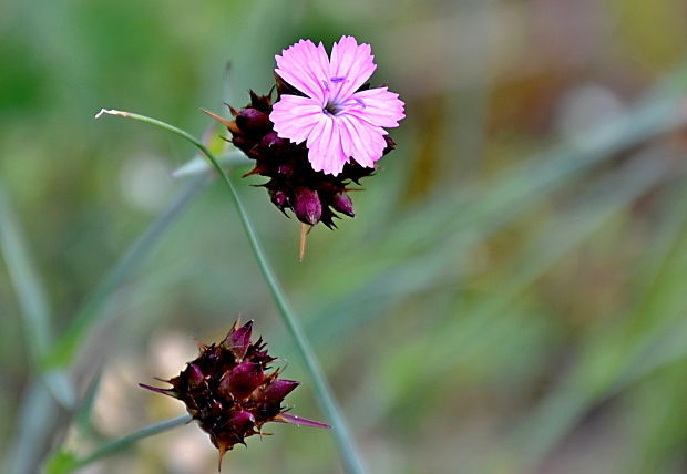 klinček pontederov Dianthus pontederae A. Kern.