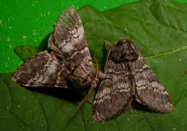 chochlatka dubová Drymonia ruficornis