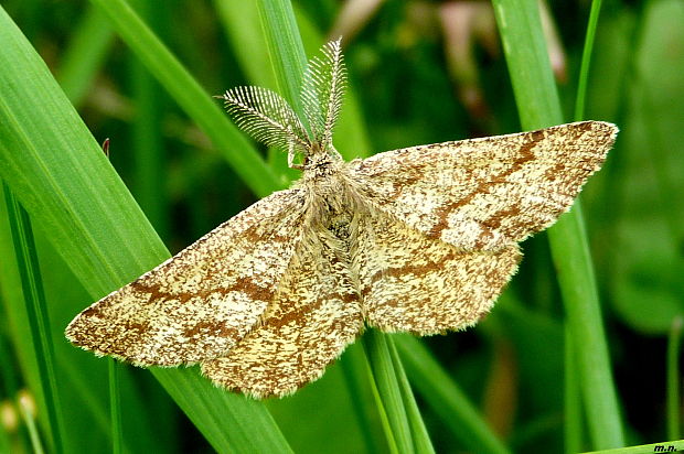 piadivka vresová, samček  Ematurga atomaria Linnaeus, 1758