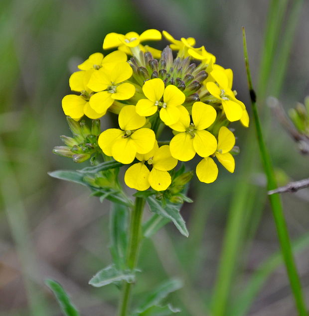 horčičník voňavý  Erysimum odoratum P. Gaertn., B. Mey. et Scherb.