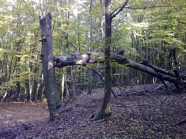 buk Fagus sylvatica L.