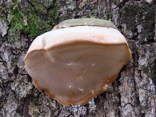 ohňovec mohutný Fomitiporia robusta (P. Karst.) Fiasson & Niemelä