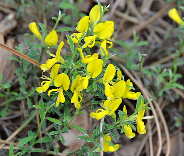 kručinka nemecká Genista germanica L.