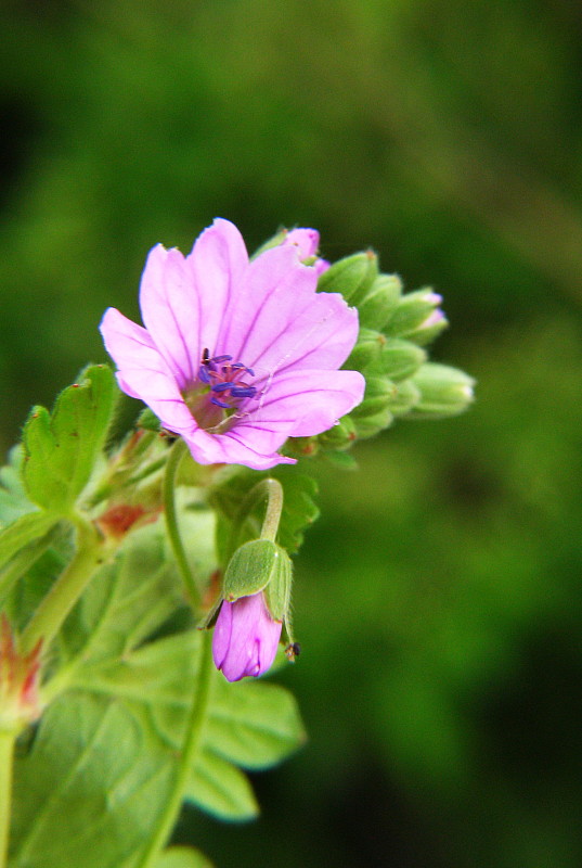 pakost pyrenejský Geranium pyrenaicum