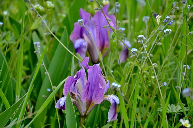 kosatec nízky Iris pumila L.