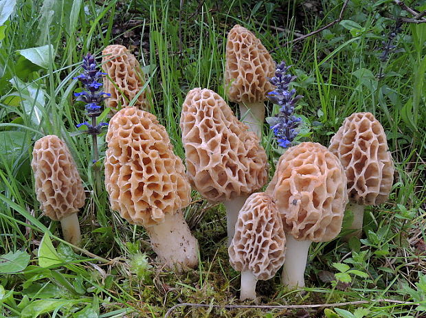 smrčok jedlý Morchella esculenta (L.) Pers.