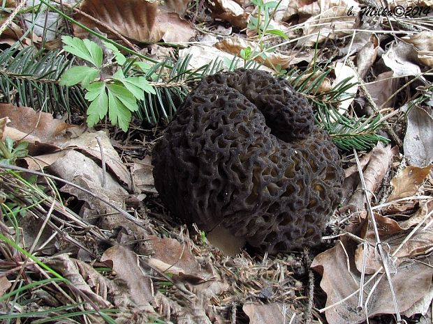 smrčok Morchella sp.