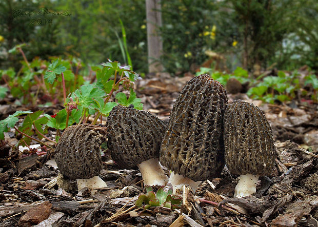 smrčok Morchella sp.