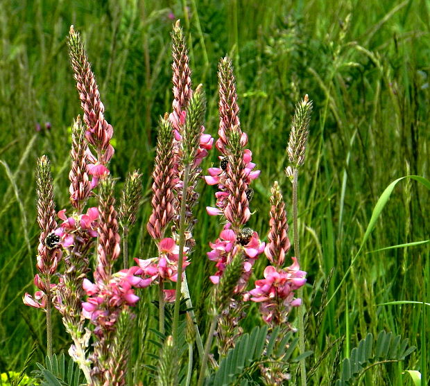 vičenec vikolistý Onobrychis viciifolia Scop.