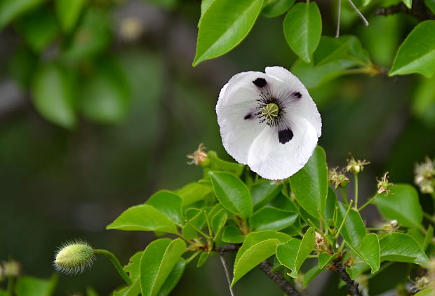 mak pochybný bielokvetý Papaver dubium subsp. austromoravicum (Kubát) Hörandl