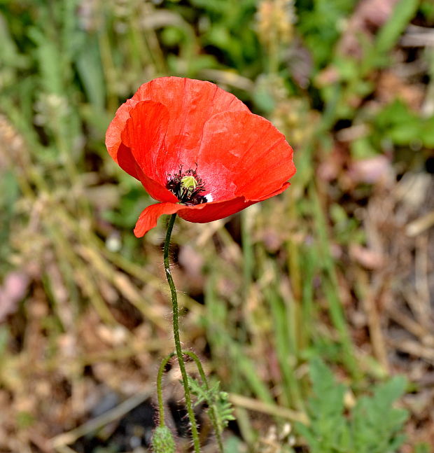 mak vlčí Papaver rhoeas L.