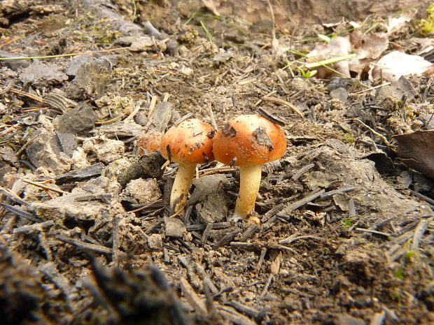 šupinovka spálenisková/šupinovka spáleništní  Pholiota highlandensis (Peck) Quadr. & Lunghini