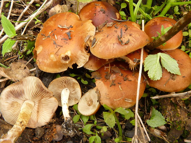 šupinovka spálenisková / šupinovka spáleništní Pholiota highlandensis (Peck) Quadr. & Lunghini