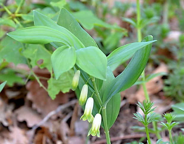 kokorík voňavý Polygonatum odoratum (Mill.) Druce