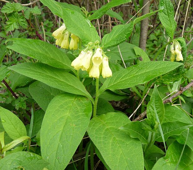 kostihoj hľuznatý Symphytum tuberosum L.