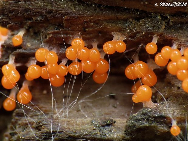 vlasnačka Trichia decipiens var. decipiens (Pers.) T. Macbr.