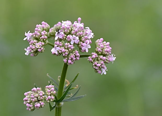 valeriána kopcová úzkolistá Valeriana stolonifera subsp. angustifolia Soó