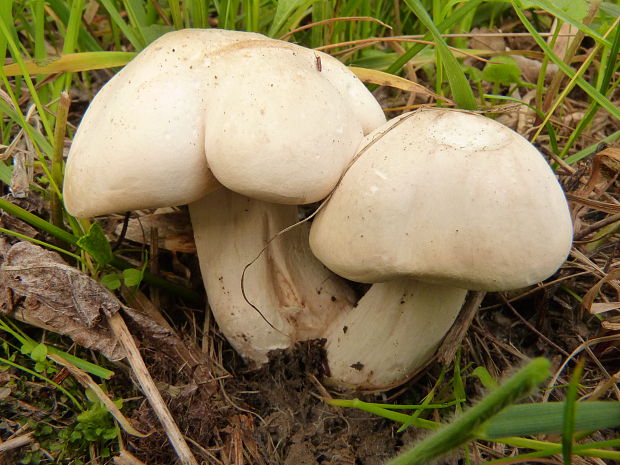 čirůvka májovka calocybe gambosa (Fr.) Donk