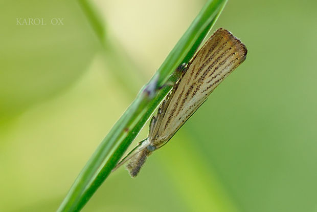 trávovec medničkový  Agriphila straminella