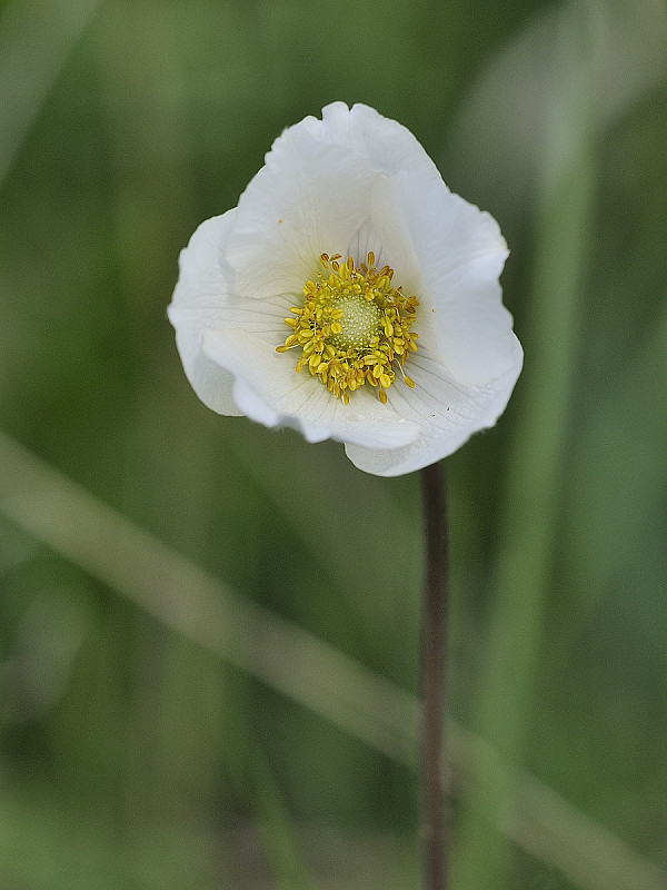 veternica Anemone sylvestris  L.