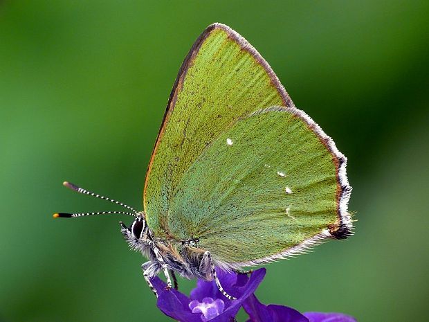 ostrôžkár černicový (sk) / ostruháček ostružinový (cz) Callophrys rubi Linnaeus,1758